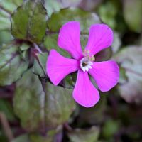 プリムラ,ボケ,ボケ,葉牡丹,葉牡丹の画像