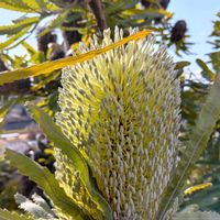 セルリア,プロテア,ユーホルビア,バンクシア,リュウカデンドロンの画像