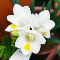 フリージア,ホームセンター,沖縄,メイクマン,納品の画像