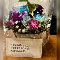 ハクリュウ,コクリュウ,リュウノヒゲ,リュウノヒゲ,フラワーアレンジメントの画像