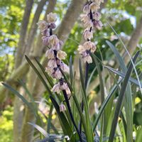 コクリュウ（黒竜）,過去pic,今日の１枚,今日のお花,ほんとうの空のある福島の画像