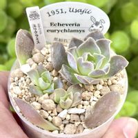 エケベリア エウリクラミス,エケベリア ユリクラミス,エケベリア ユーリクラミス,成長記録 ユリクラミス,神奈川タニラーの画像