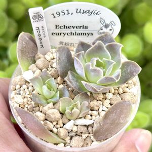 エケベリア エウリクラミス,エケベリア ユリクラミス,エケベリア ユーリクラミス,成長記録 ユリクラミス,神奈川タニラーの画像