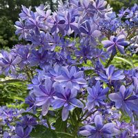 アジサイ,サイネリア,パンジー・ビオラ,プリムラ,紫陽花の画像