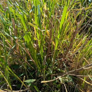 雑草,日記,こぼれ種,自己流,無農薬の画像