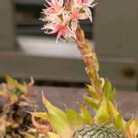 爪蓮華,鉢植え,外管理の画像