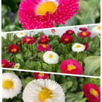 ツルニチニチソウ,デージー,ビオラ,へデラ,発根の画像