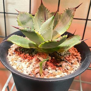 アガベ,子株,成長記録,ニョキニョキ,アガベの里帰りの画像