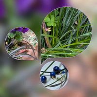 コクリュウ（黒竜）,ジャノヒゲ,ジャノヒゲ,リュウノヒゲ,リュウノヒゲの画像