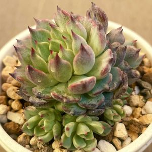 ザローサ,多肉植物,エケベリア属,多肉中毒,エケベリア女子の画像