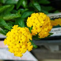 ランタナ,ホームセンター,沖縄,メイクマン,納品の画像