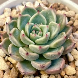 アリスブルー,多肉植物,エケベリア属,多肉中毒,エケベリア女子の画像