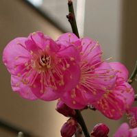 紅梅,盆栽,花開く紅梅,棚,ベランダの画像