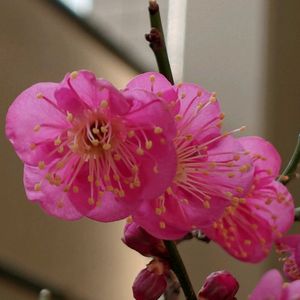 紅梅,盆栽,花開く紅梅,棚,ベランダの画像