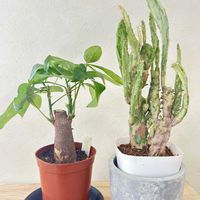 パキラ,初日の出の画像