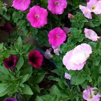 ペチュニアの画像