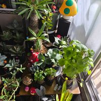 モンステラ,アフリカ亀甲竜,観葉植物,塊根植物の画像