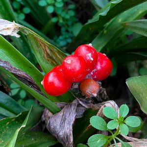 オモト,万年青,雑草,山野草,野草の画像