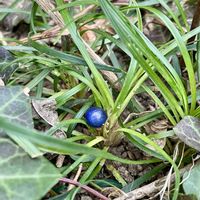 クリスマスローズ,リュウノヒゲ,リュウノヒゲ,今日のお花,キュンキュン乙女倶楽部の画像