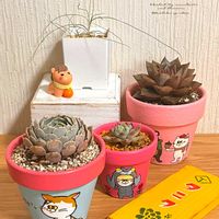 エケベリア,エケベリア,大和錦,大和錦,オーニソガラム トルツオスムの画像