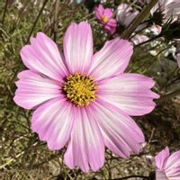 コスモス,お散歩の画像