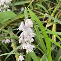 ミカン,タマリュウ,玉竜,ジャノヒゲ,リュウノヒゲの画像