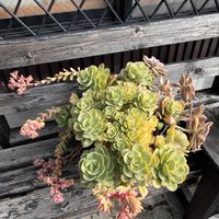 多肉植物,放置多肉,愛知県尾張の画像