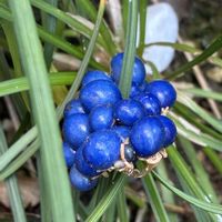タマリュウ,リュウノヒゲ,青い実,今日のお花,おうち園芸の画像