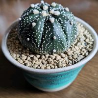 サボテン,ピラカンサ,リトープス,兜丸,多肉植物の画像