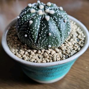 サボテン,ピラカンサ,リトープス,兜丸,多肉植物の画像