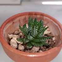 十二の巻の画像