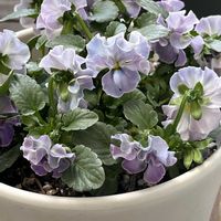 シロタエギク,サントリーミルフル,サントリーミルフル,アンティークビオラ フロステッドチョコレート プレミアム,春が待ち遠しいの画像