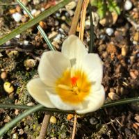 クロッカス,かわいい,きれい,花のある暮らし,いやし♡の画像