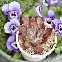 多肉,ハムシー,花の相府連,多肉植物,癒しの画像