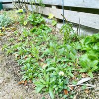 チューリップ,ネモフィラ,リナリア,デルフィニウム,ラークスパー アールグレイの画像