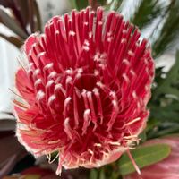 プロテアの画像
