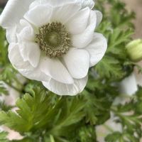 アネモネ,購入記録,植物のある暮らし,ハーブガーデン,ナチュラルなガーデンを目指しての画像