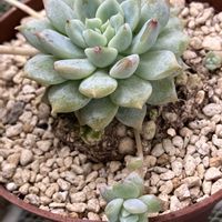 プロリフェラ,だるま秀麗,パープルへイズ,多肉植物,セダム属の画像