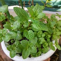 ペパーミント,ミッチの会の画像