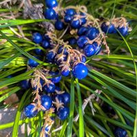 リュウノヒゲ,リュウノヒゲ,今日のお花の画像