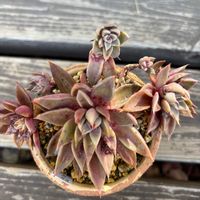 紅葉,多肉植物,水やり,記録,置き場所問題の画像