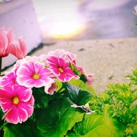 プリムラオブコニカ,今週の鑑賞記録✨の画像