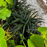 テイカカズラ,リュウノヒゲ,龍の髭(リュウノヒゲ),ロータスコットン  キャンディー,ペコちゃんが遊びに来たの画像