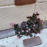 ヒメツルソバの画像