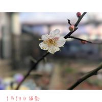 ウメ,シモバシラ,スイートピー,モミジ,リナリアの画像