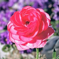 ネリネ,とき乙女 ビオラ,ビオラ とき乙女,ネリネ(ダイヤモンドリリー),うえたビオラとき乙女の画像