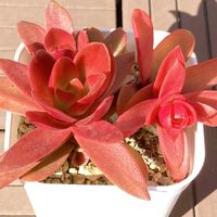 火祭り,胡蝶の舞,美空の鉾,ルエラ,コーネリアスの画像