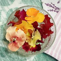 ヒューケラ,よく咲くスミレ,ヒューケラ アップルシブースト,PW,花苗うえたの画像