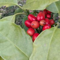 カラー,ジャノヒゲ,アオキ(青木),マンションの庭での画像