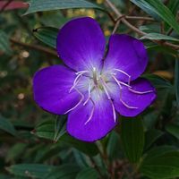 シコンノボタンの画像